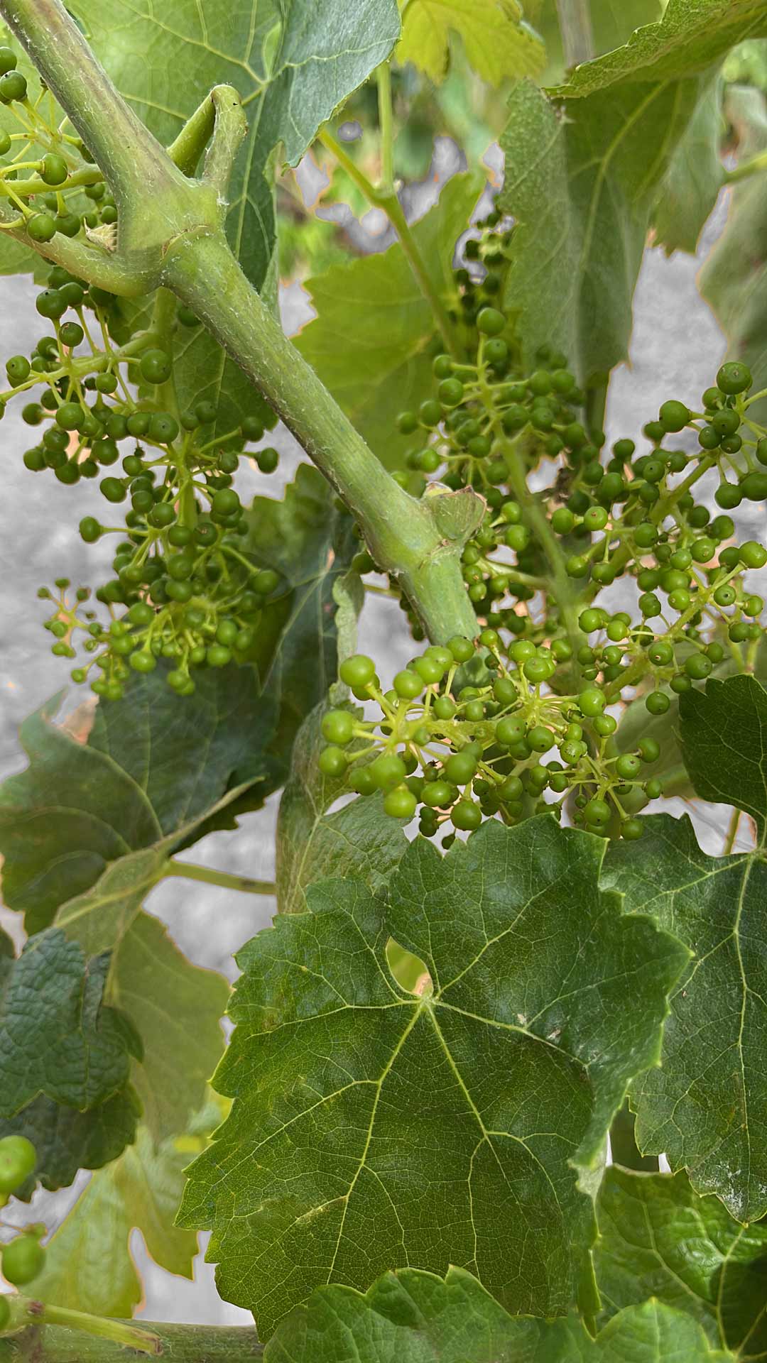 uva-brotes---grape-sprouts-V-1920px sostenibilidad sustainability finest grape yield