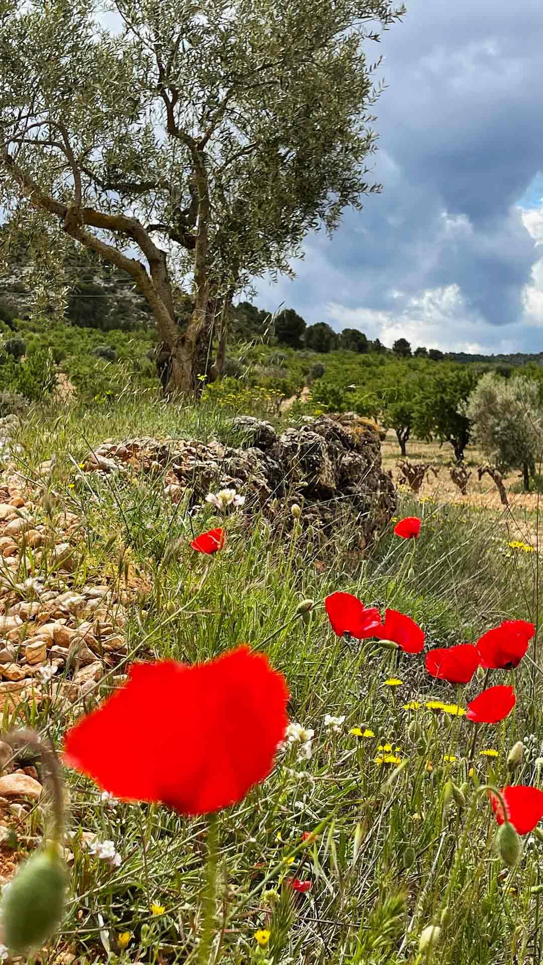 vineyard-spring-V-1920-px sostenibilidad sustainability spring high quality organic vineyard