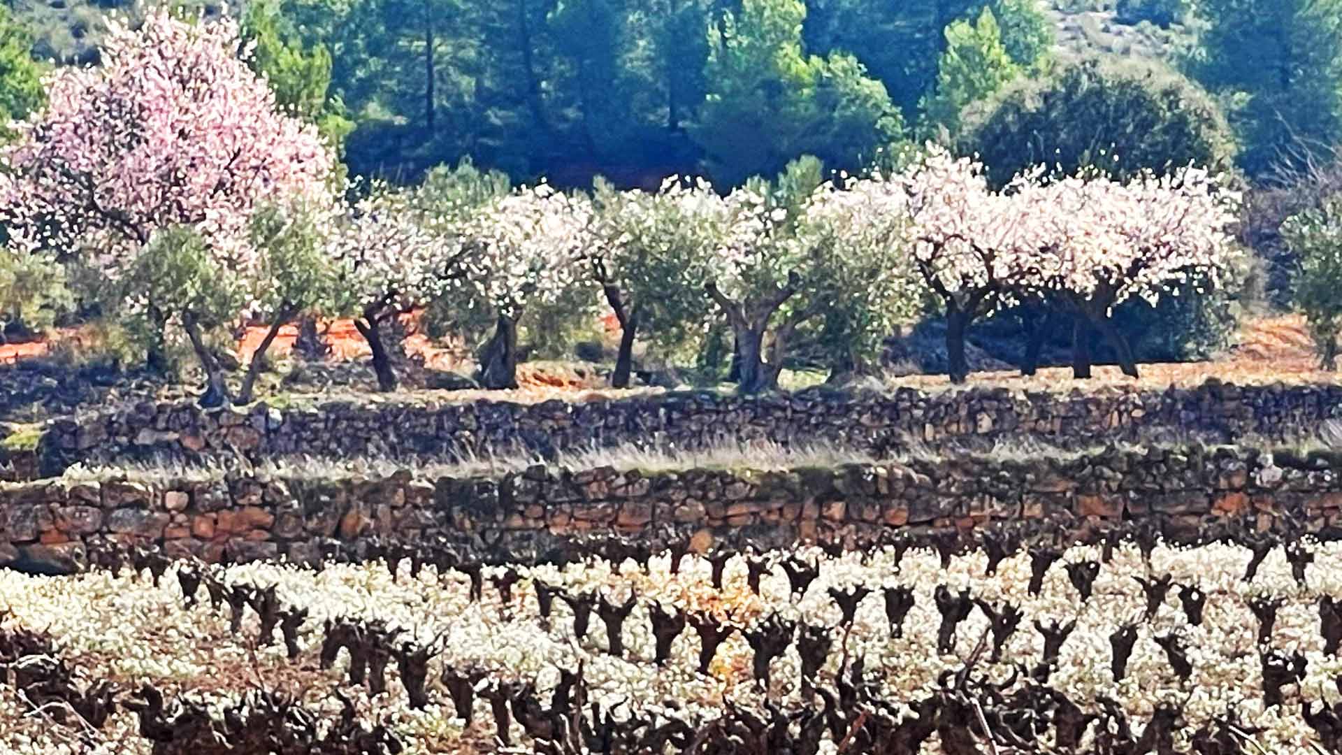 vanitas terraco winter high quality organic vineyard