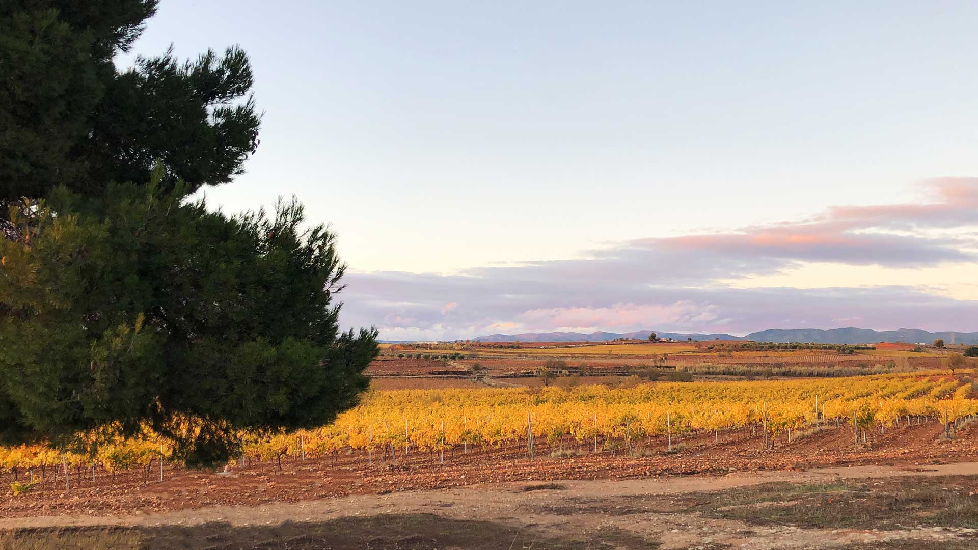 vanitas terraco autum high quality organic vineyard