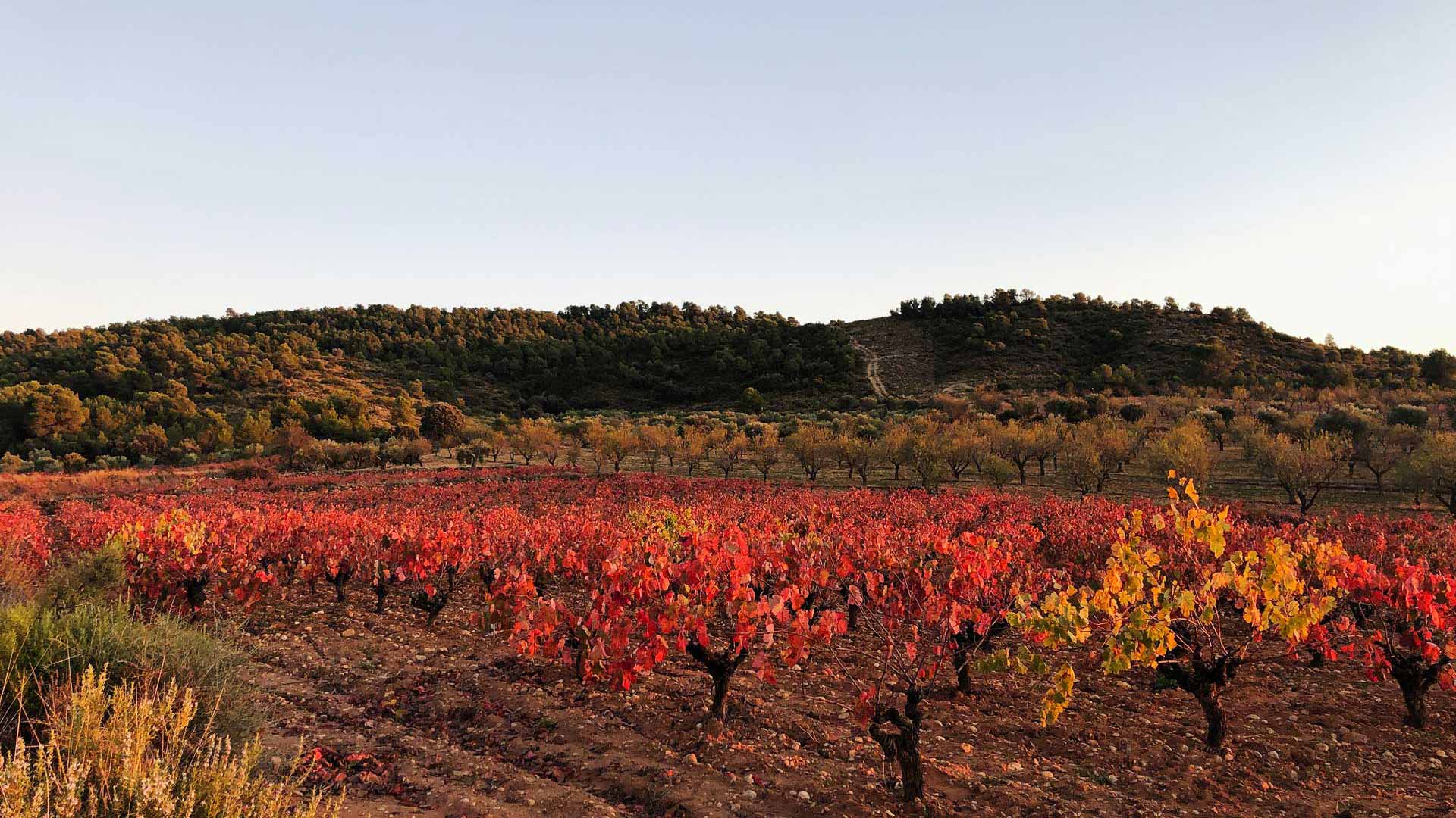 autum high quality organic vineyard